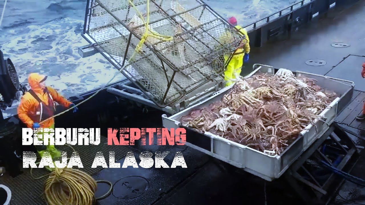 PERBURUAN DAN PENANGKAPAN KING CRAB (KEPITING RAJA ALASKA)