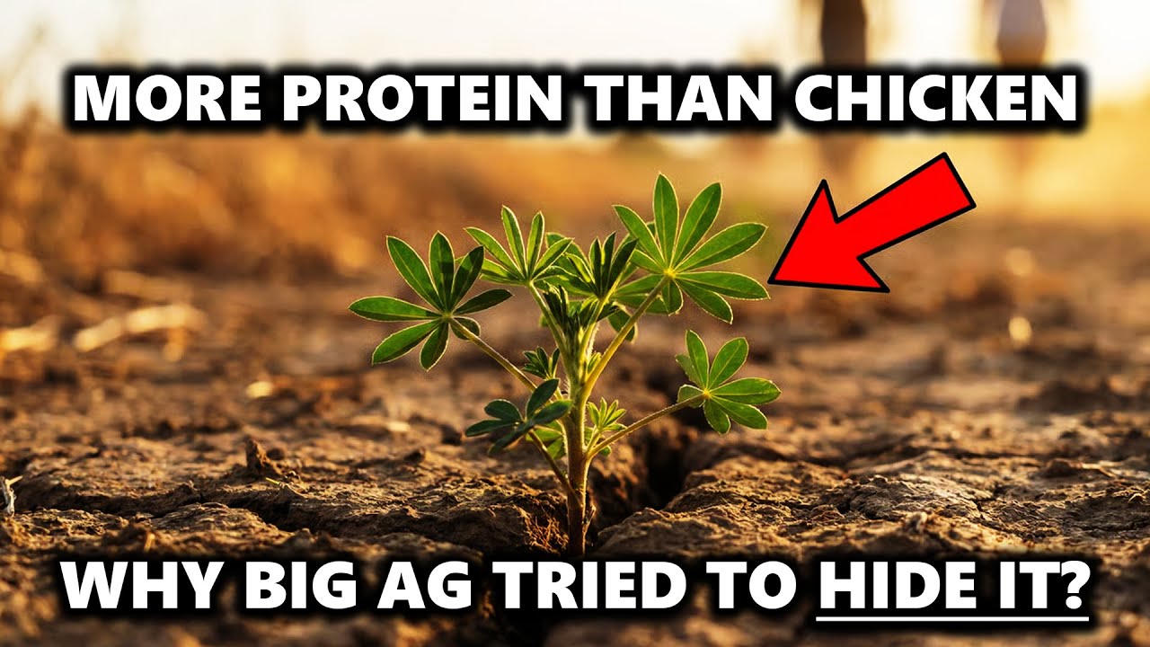Better Than Chicken. Grows in Dirt. The Lost Survival Bean. They Brainwashed You To Fear.