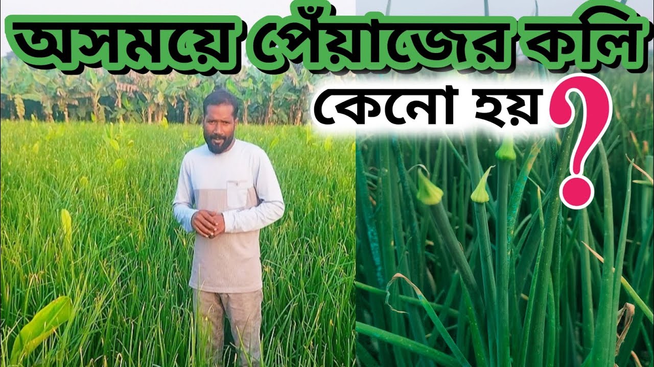 বপন পেঁয়াজের কলি কেন হয়  ? 