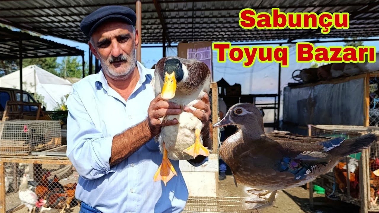 Sabunçu Toyuq Bazarı 19 oktyabr 2025