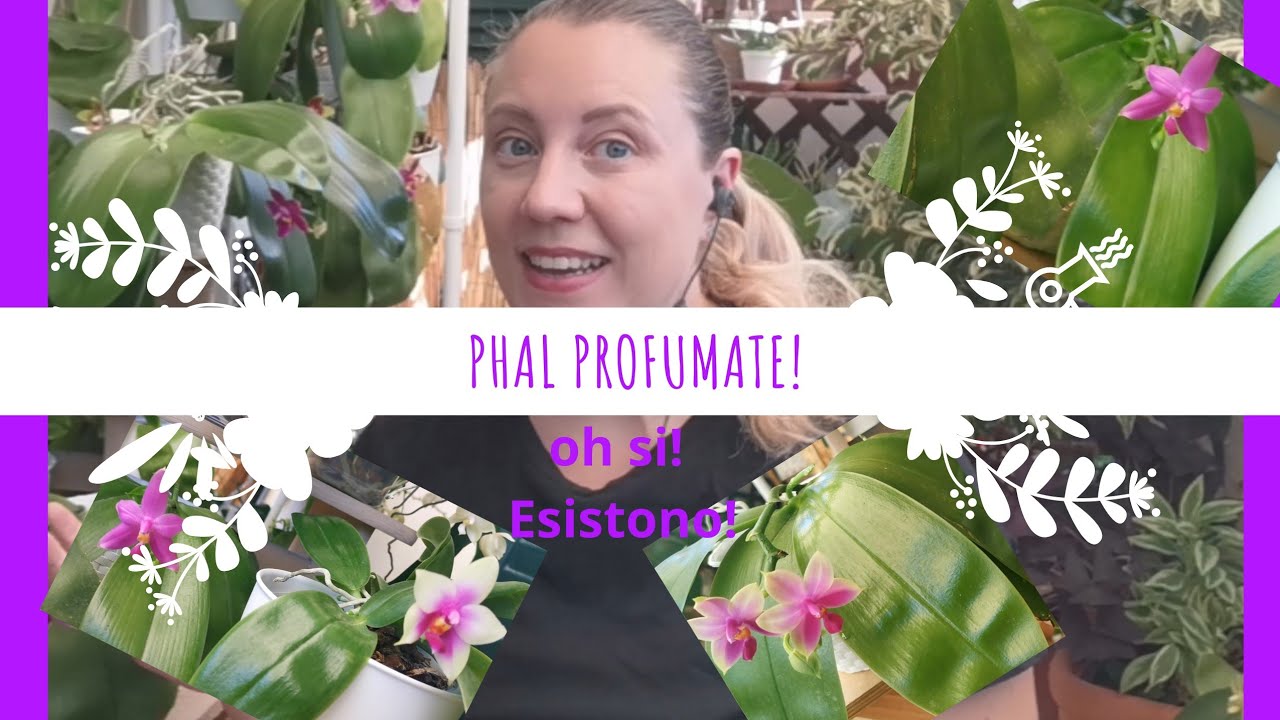 le phalaenopsis non profumano... o forse si?! 😲