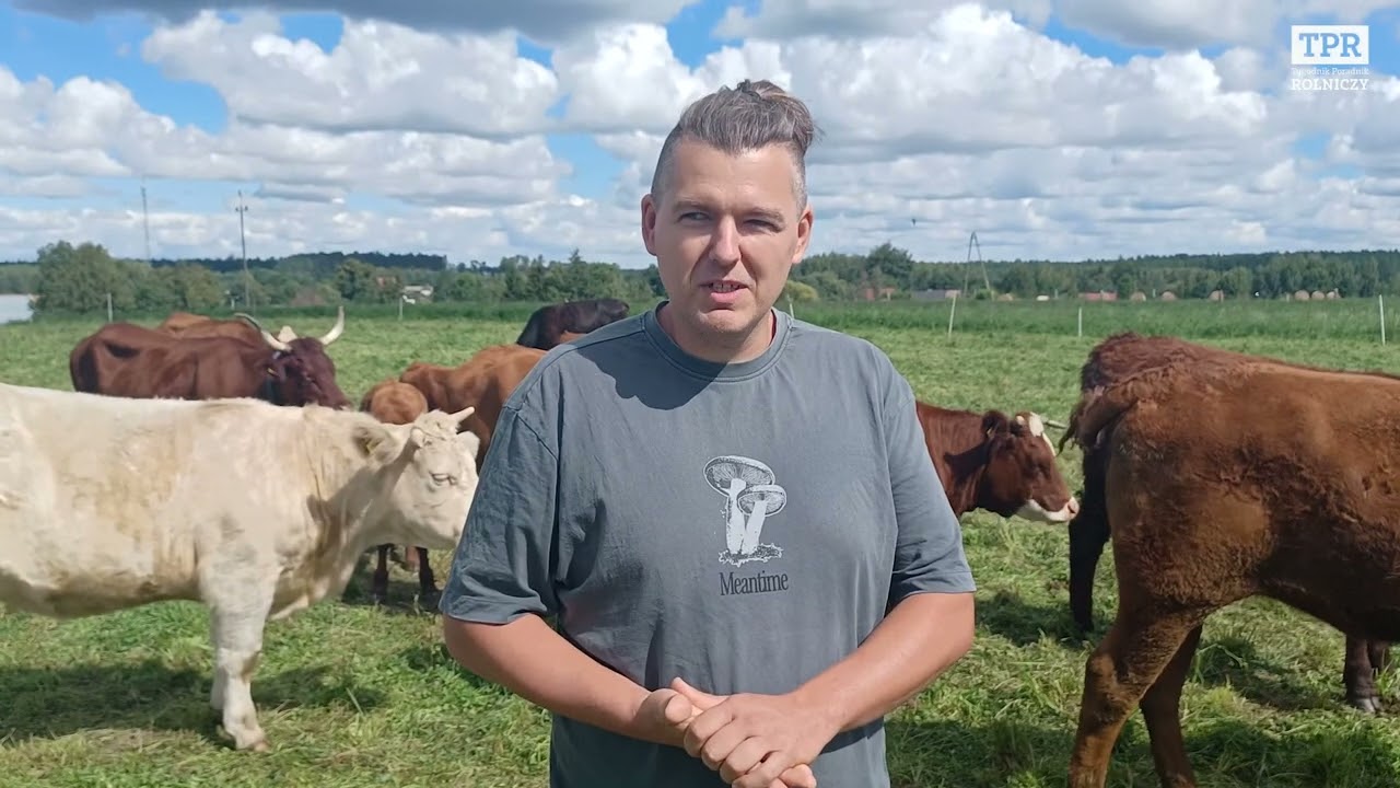 Rolnik zrobił uprawnienia. Sprzedaje bydło po swojemu
