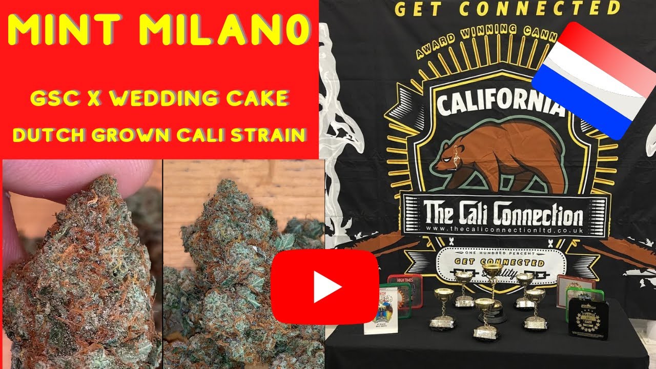 Mint 🍃 Milano 🇮🇹( Gril Scout Cookies 🍪 x Wedding 👰  Cake) Bred by Cali Connection Dutch Grown