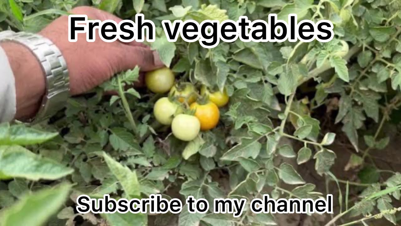 Fresh vegetables are a Gift from Allah | Sabaz Chara For Milking Animals | Green Fooder Cultivation