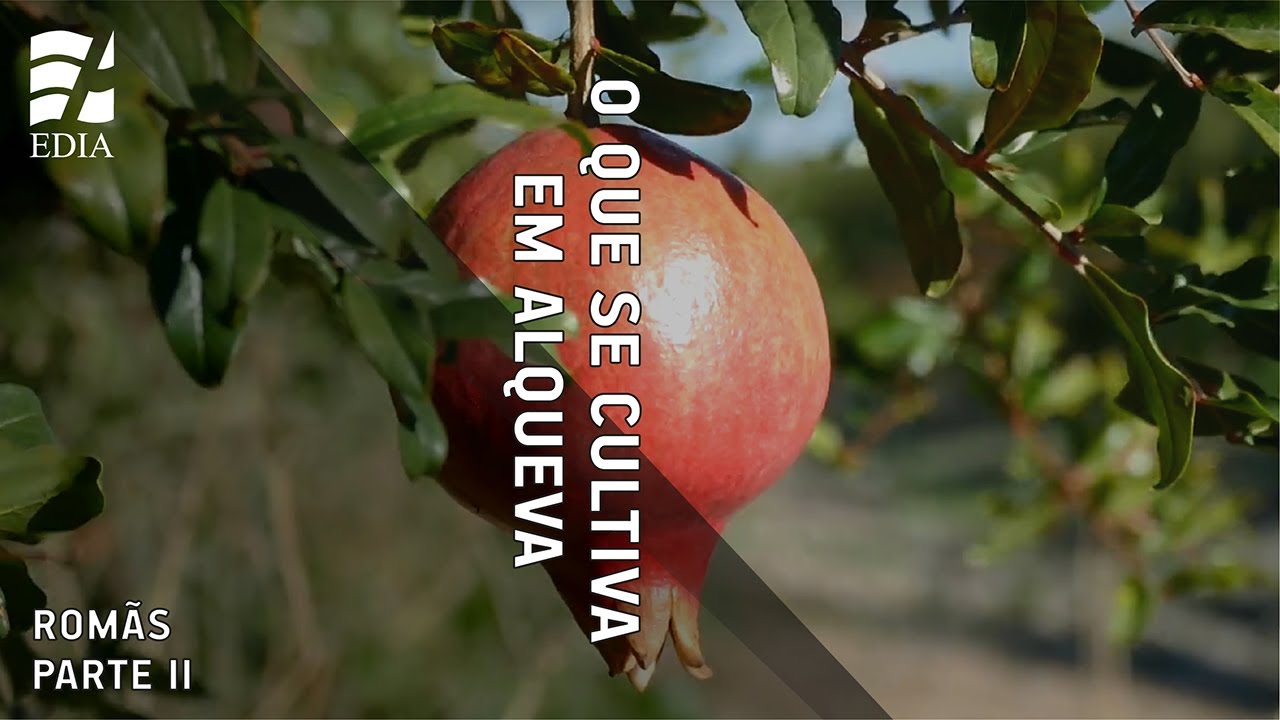 O que se produz em Alqueva... Romãs | parte II
