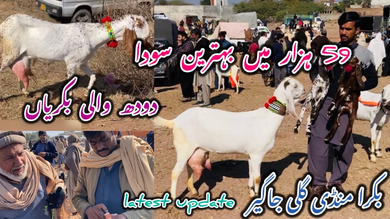 Bakra Mandi Galijageer دودھ والی بکریاں latest update 9 February 2026#goat 
