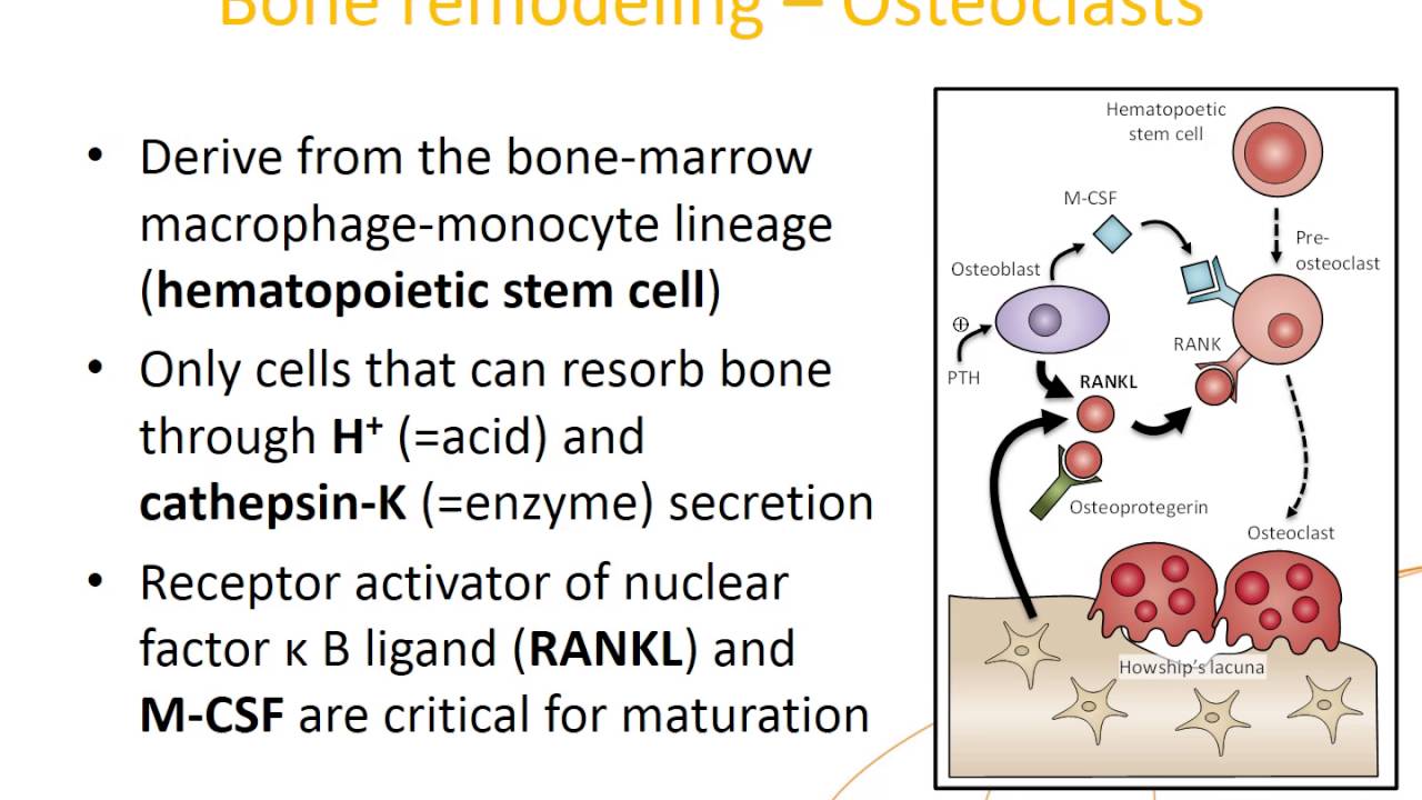 IAEA/EANM webinar - The (Patho)physiology of Bone turnover - Basic Nuclear Medicine webinars series