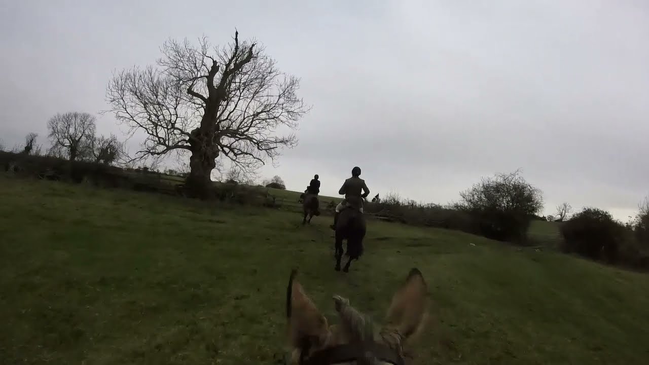 Readyfield Bloodhounds- Queniborough