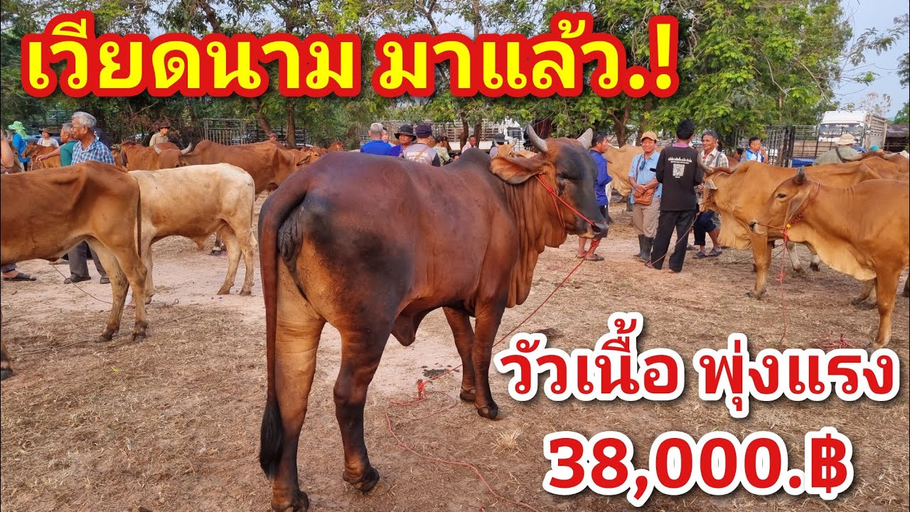 EP.2236 ราคาวัวล่าสุด 26 ก.พ. 2569 #ตลาดนัดโคกระบือ #เดินดูวัวงาม #ราคาวัว | chợ gia súc | livestock