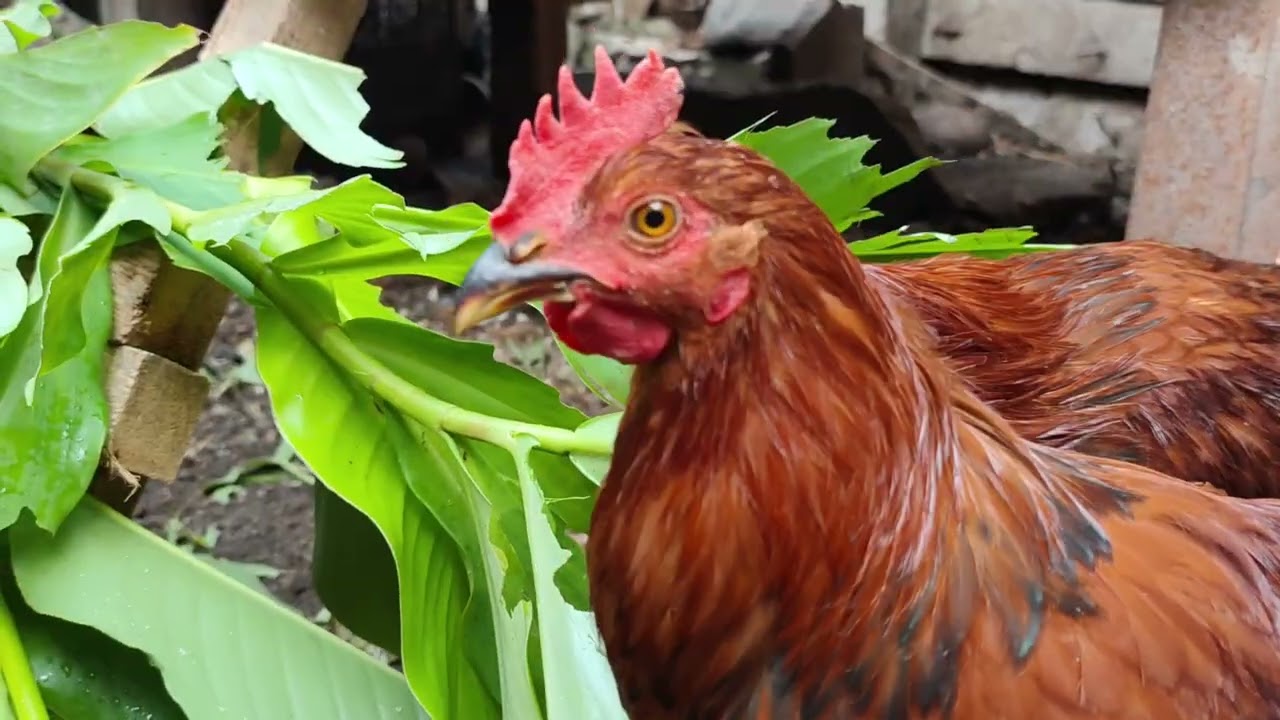 Brahma Chicken, Rhode Island Red & black astrolorp