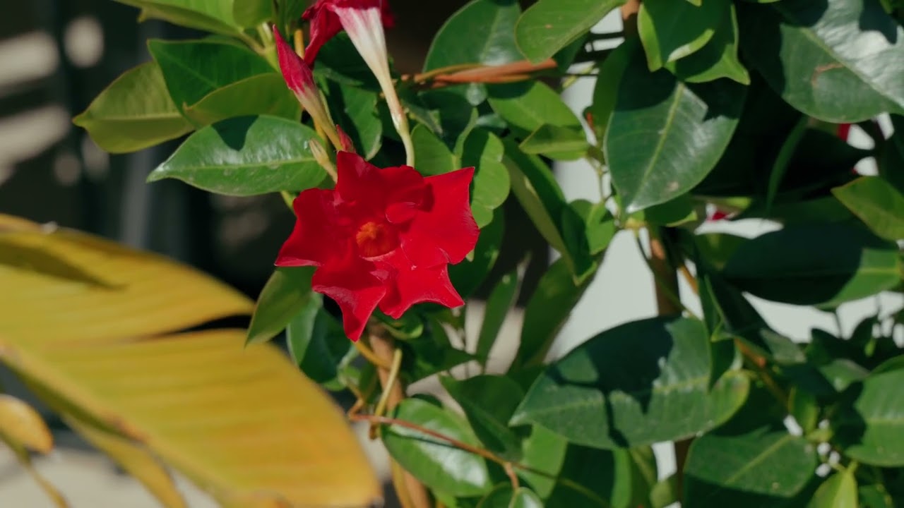 ALCUDIA # - 4K / ULTRA HD / UHD 30P - PANASONIC S5II / 28-200