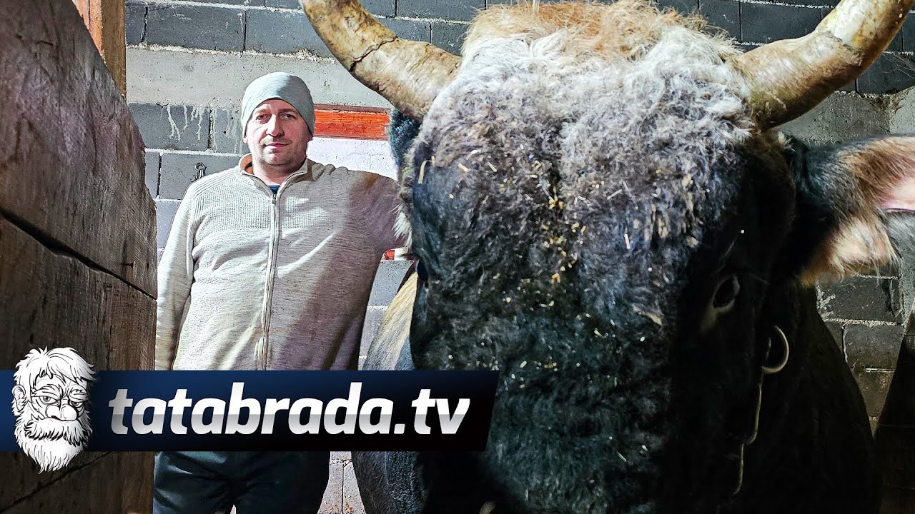 Vrijedni stočar daje 500KM nagradu ko mu vrati odbjeglog junca