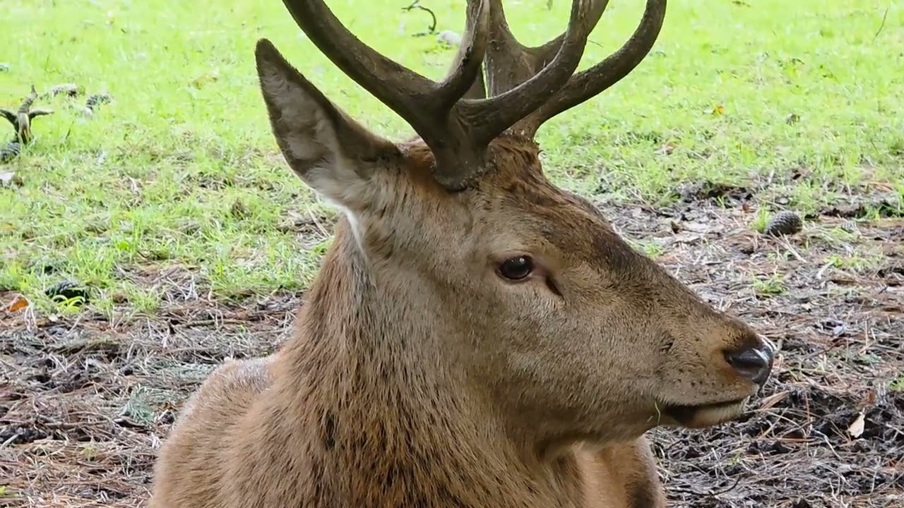 Deer graze near people?