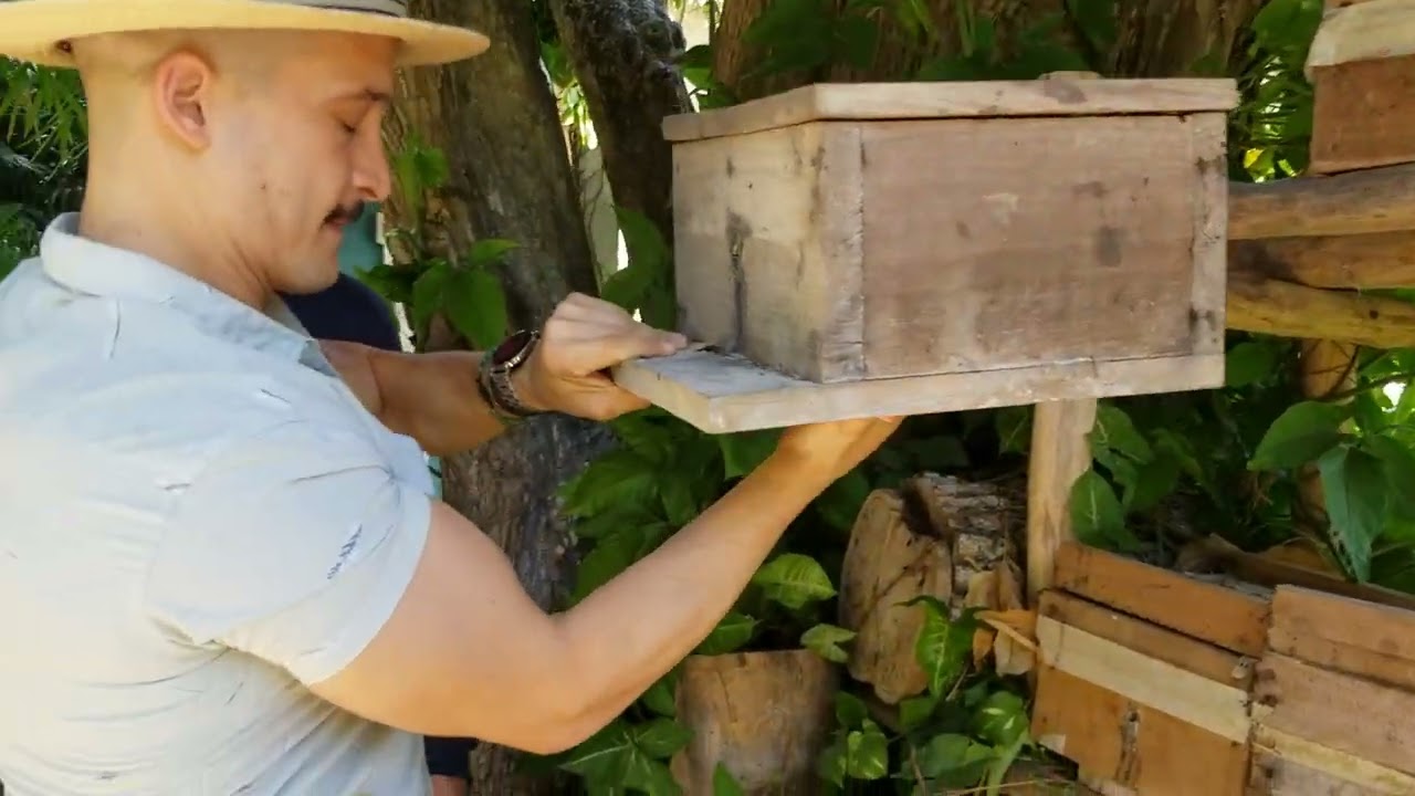 Melipona Bee Keeper interview 🐝 🐝