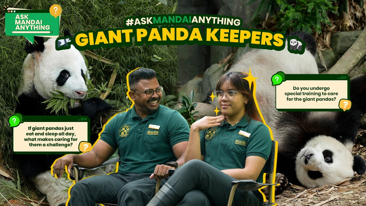 There’s more to our giant pandas than you think! 🐼🐼