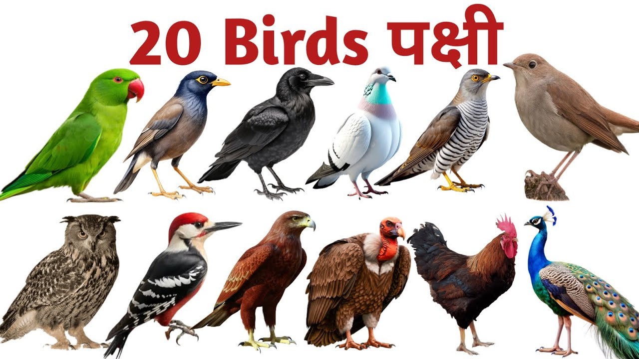 20 पालतू पक्षी के नाम सीखें | Pet Birds Name for Kids | Hindi English Learning