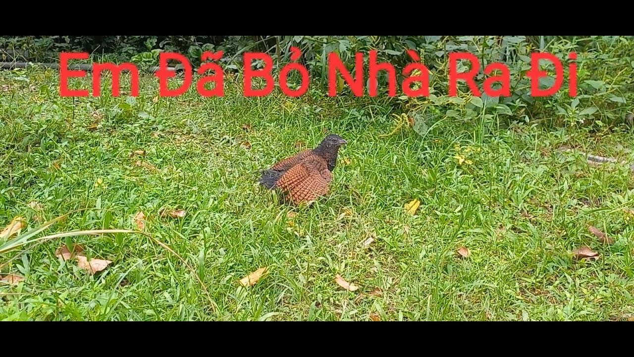 Em chim rớt bụi tre và hành trình về thiên nhiên