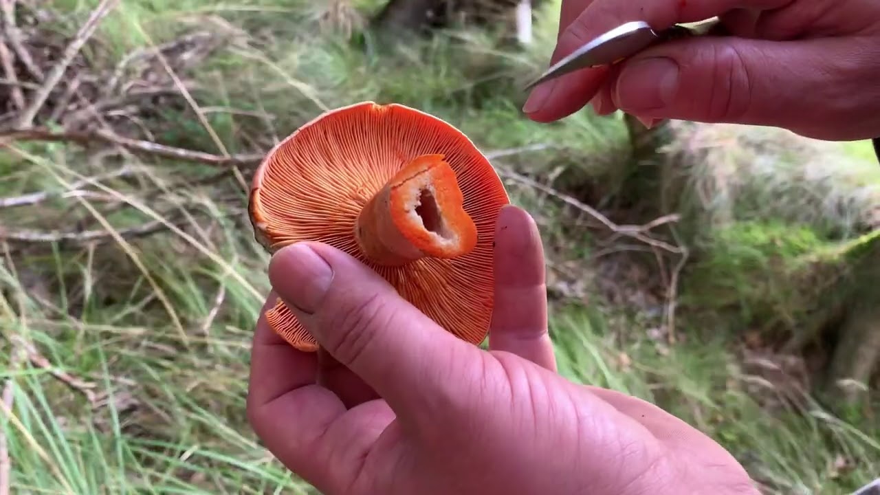 Virtual Fungi Forage | Foraging Fungi and Mushrooms in Scotland | Scotland Foraging
