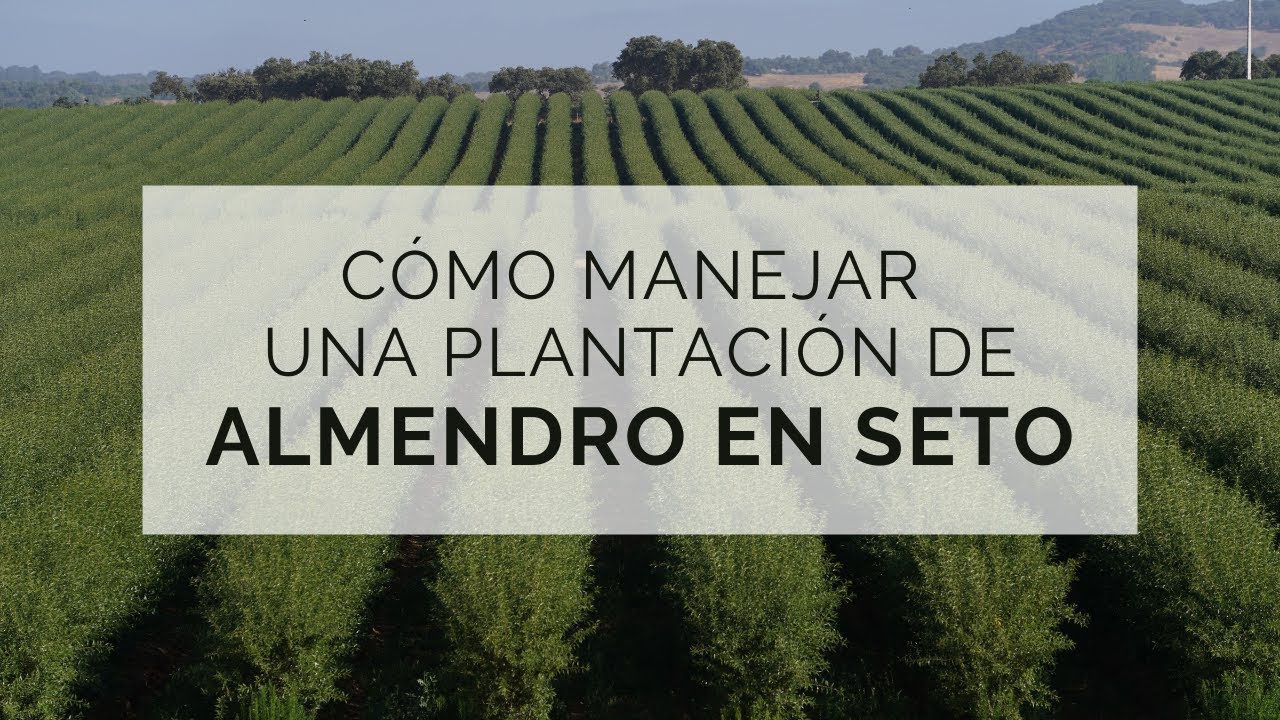 Cómo manejar una plantación de almendro en seto