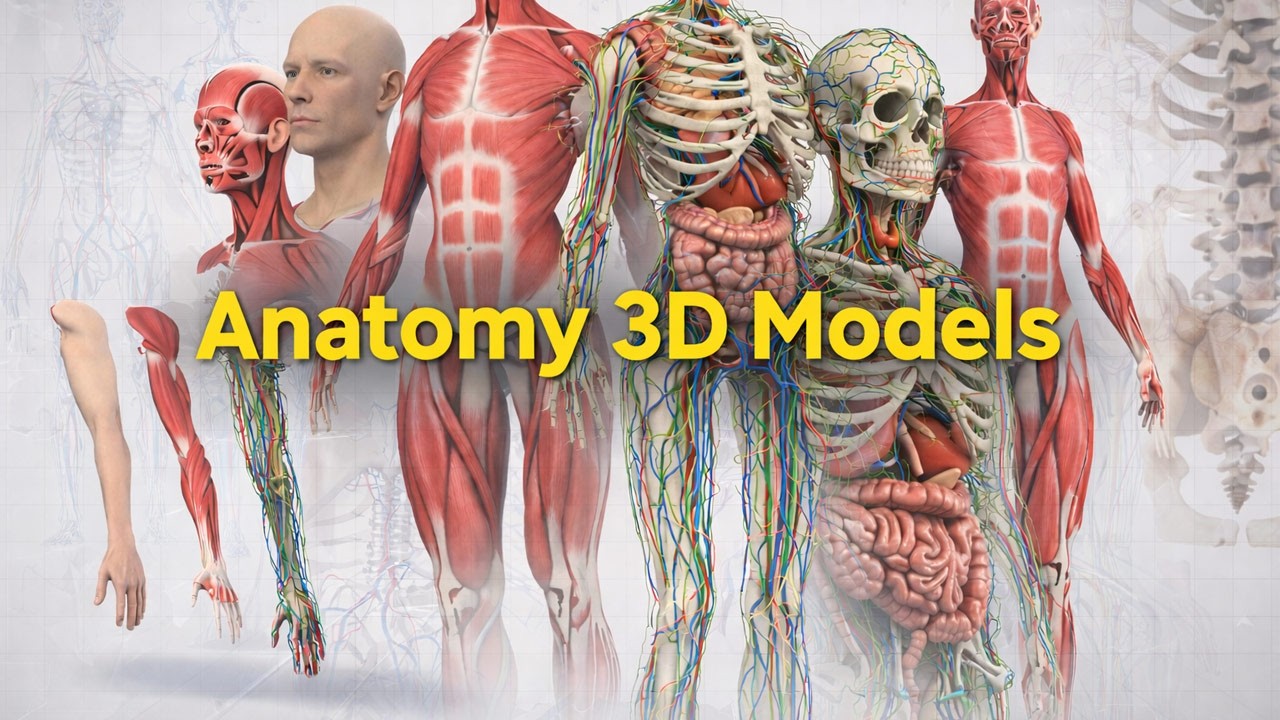 Anatomy 3D Models for Games, Films & Visualization
