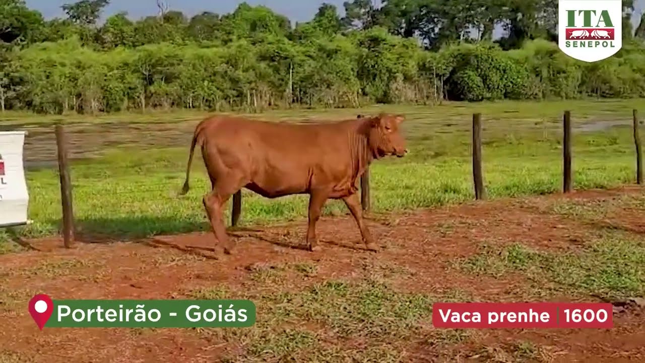 Projeto Catira: VACA PRENHE 1600