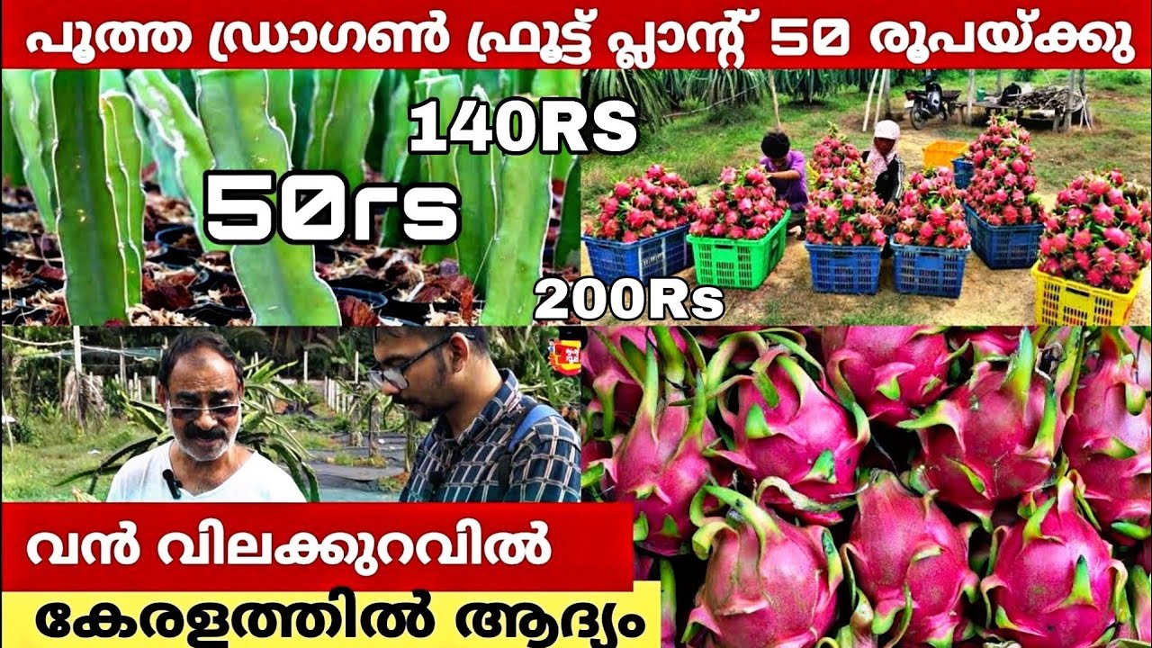 മലെഷ്യൻ റെഡ് ഡ്രാഗൺ ഫ്രൂട്ട് പ്ലാന്റ് വൻ വിലക്കുറവിൽ |Dragon Fruit Plant Nursery |