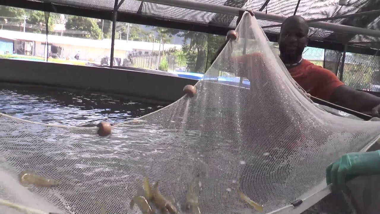 Shrimp Harvesting at the Institute of Marine Affairs