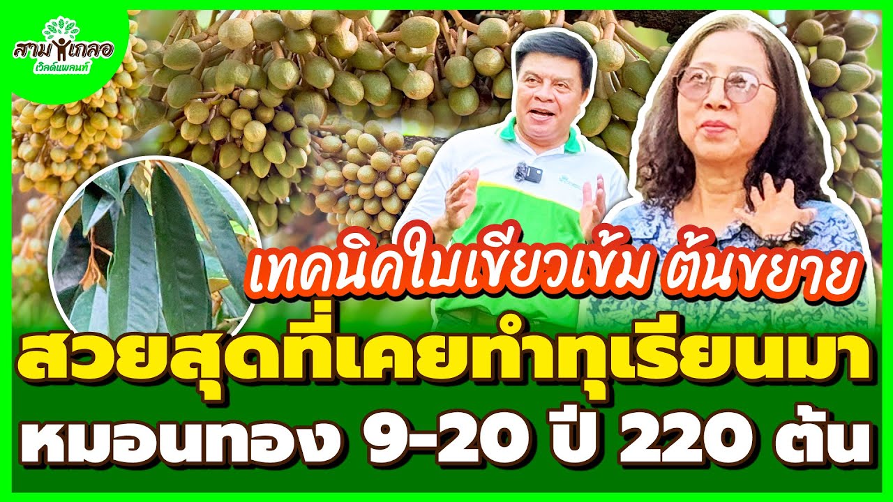 สามเกลอเวิลด์แพลนท์ ปีนี้สวยที่สุดจากการทำทุเรียนมา ดอกรุ่นเดียวเต็มต้น สวนทุเรียน 