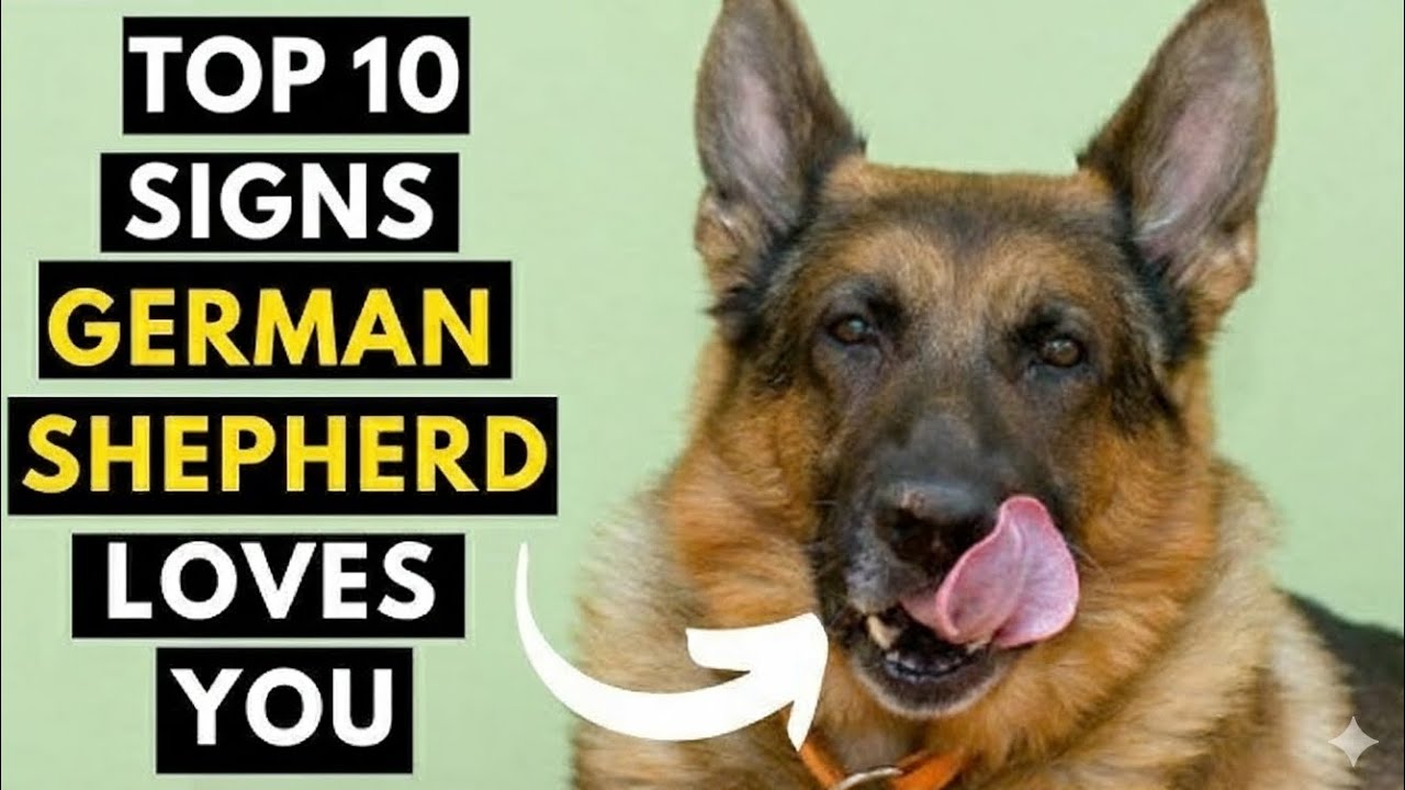 Top 10 Signs Your German Shepherd LOVES You