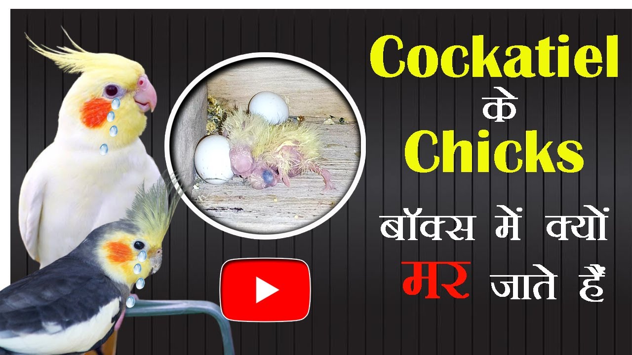 Cockatiel के Chicks Box में क्यों  मरते है ? Why Cockatiel chicks die in Breeding Box