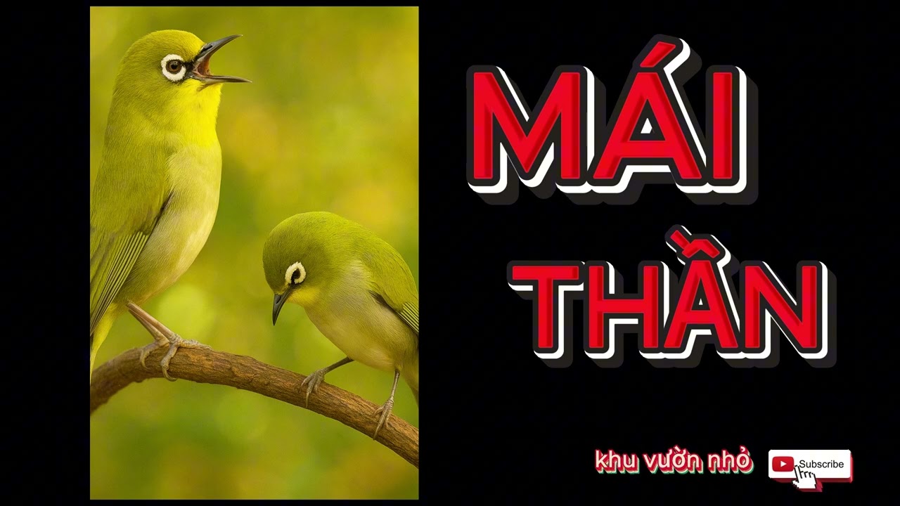 Khuyên Mái Thần kích trống líu mới nhất 2026 - Merangsang Nyanyian Burung - Pleci Bird