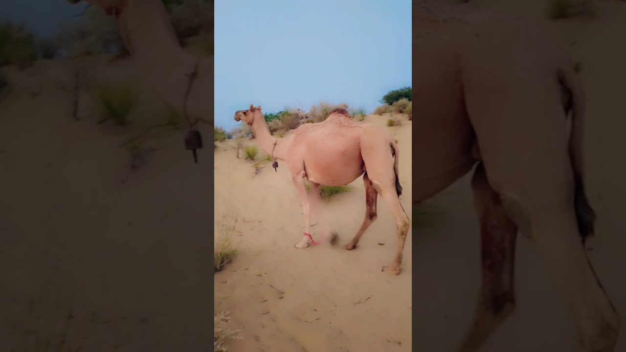 Heavy weight Camel  |The biggest Camel |الجمل الثقيل الوزن |أكبر الجمل |beautiful camel video
