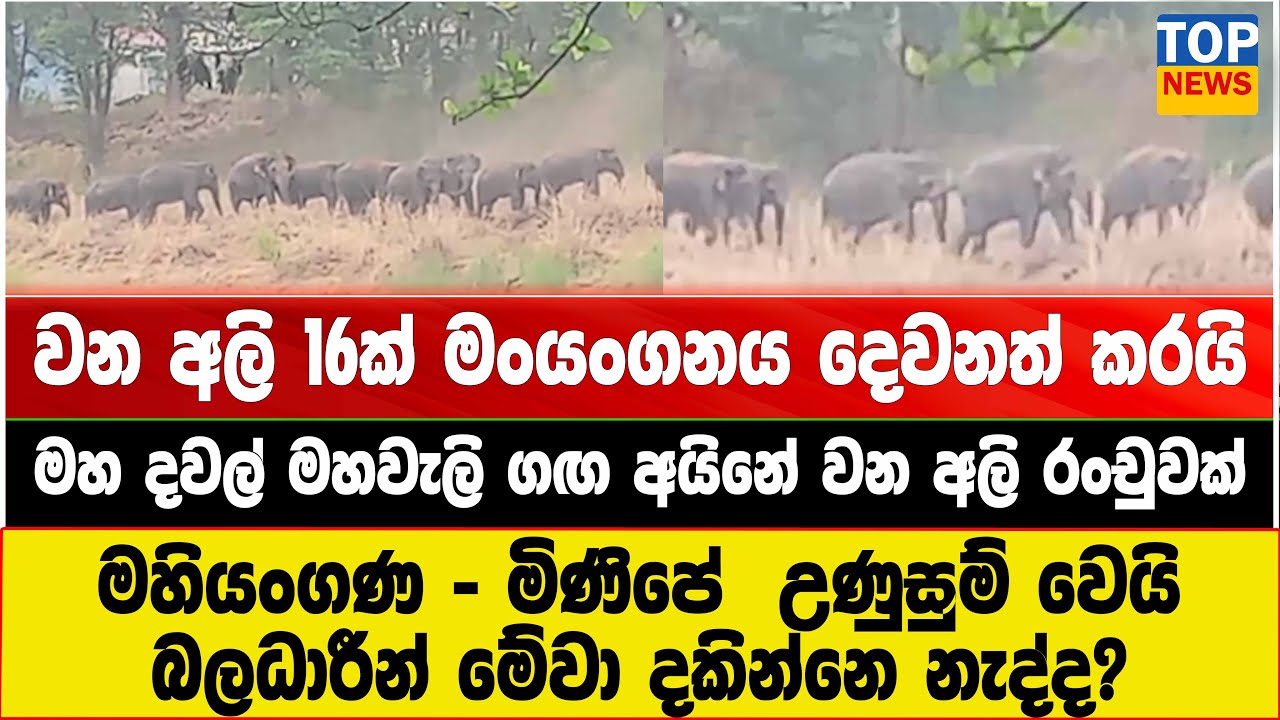වන අලි 16ක් මංයංගනය දෙවනත් කරයි !