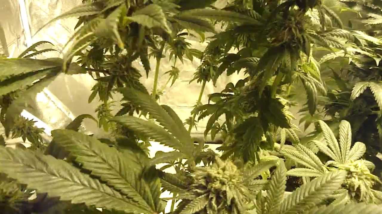 Bubba Kush Medical Marijuana  / Pure Indica Cannabis @ 8 weeks