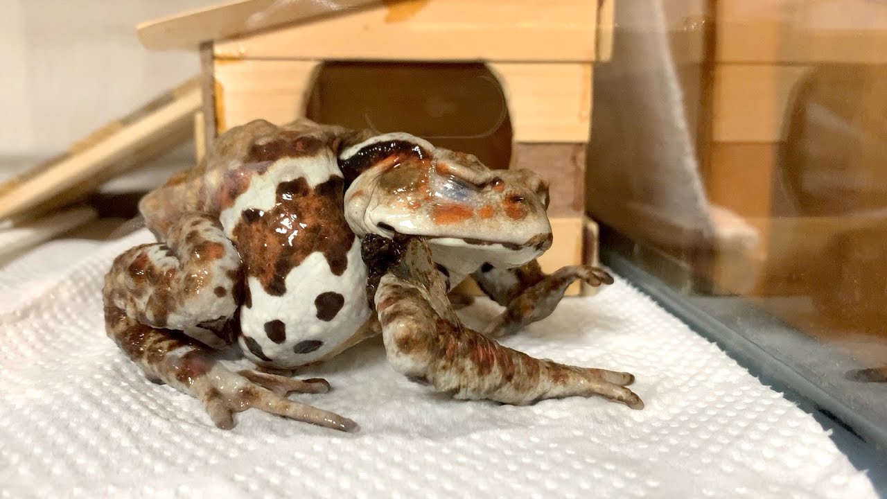 地震発生！その時、我が家のヒキガエルは……