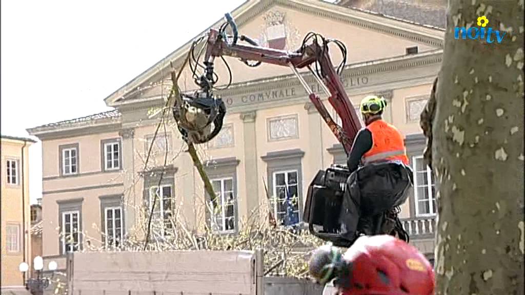 Lucca, al via la potatura per salvare gli storici platani di piazza Napoleone