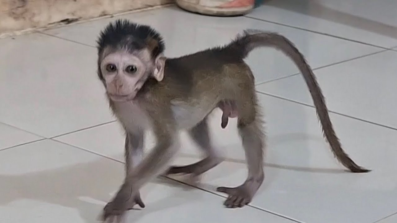 Baby monkey Goku tried to say something to me and was very aggressive.