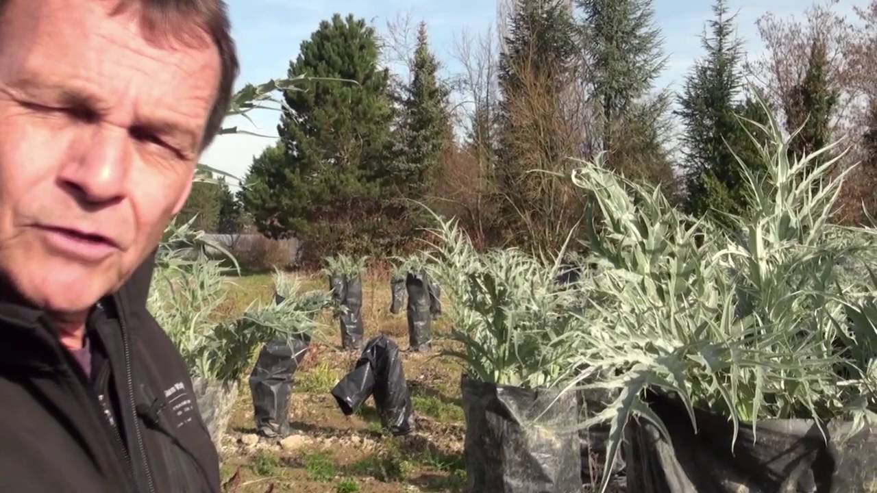 Rencontre avec Pierre Boehm, producteur de cardons épineux genevois