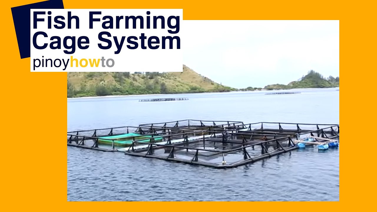 Fish Farming: Fish Farming Cage Systems | Pinoy How To