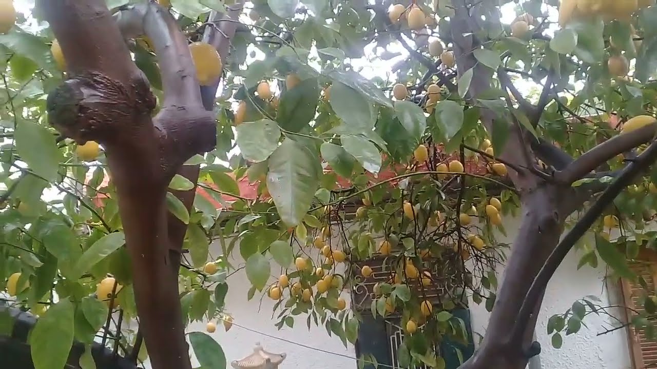 L'hiver 2024 chez moi cité C I A  Chlef Algérie 10 01 2024