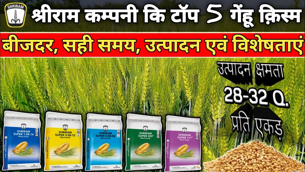 Shriram company ki Top 5 Wheat Variety | श्रीराम गेहूं की बेस्ट वैरायटी | Shriram super Gehu kism 