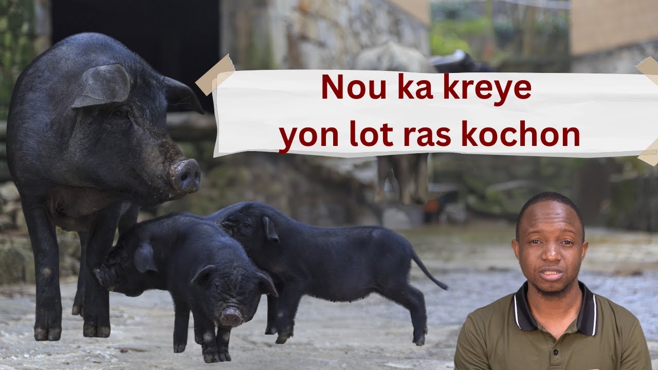 Yon lot pi bon ras kochon posib an Ayiti