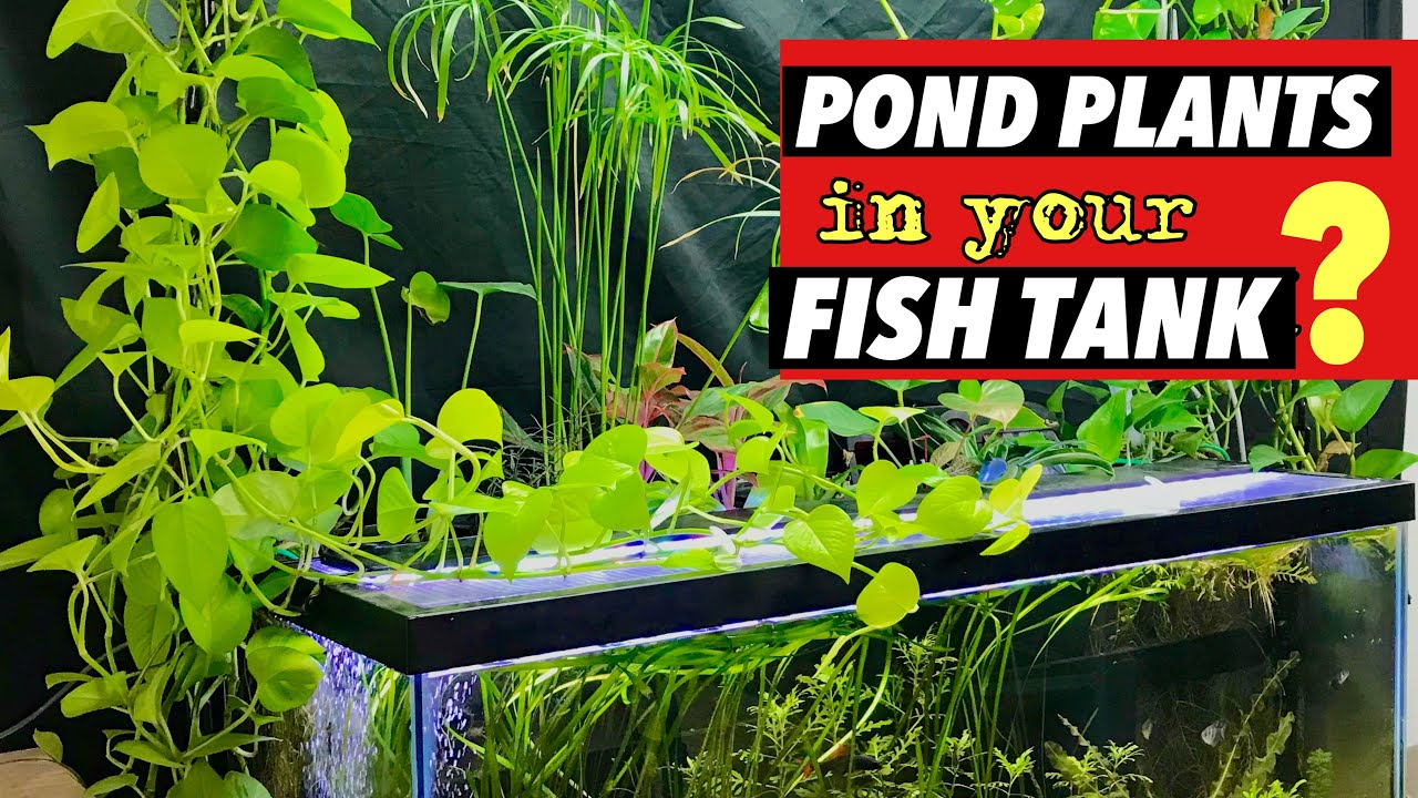 The Ultimate Guide for growing Dwarf UMBRELLA SEDGE/Palm in your POND and AQUARIUM!