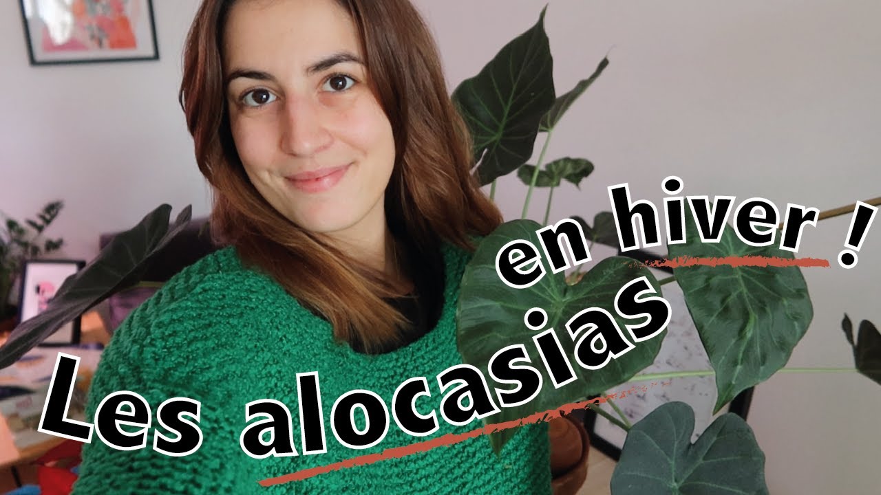 Prendre soin des alocasias en hiver : dormance, sur arrosage ? #alocasiatour