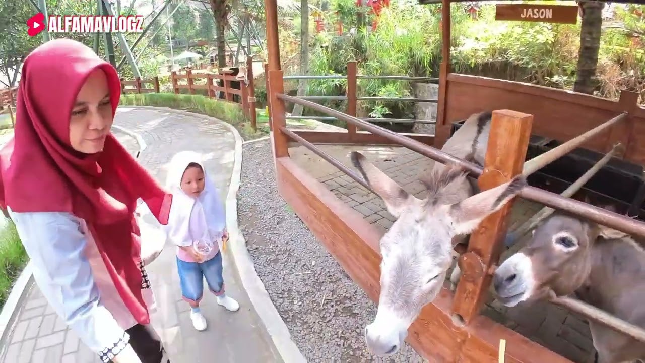 ALFA ALMA KASIH MAKAN SAPI, BEBEK, UNTA, KAMBING DOMBA LUCU DAN MENANGKAP IKAN DI CIMORY DAIRYLAND