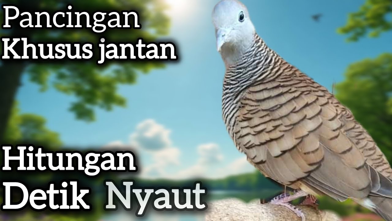PANCINGAN PERKUTUT JANTAN‼️ HITUNGAN DETIK NYAUT BUKTIKAN SENDIRI. 