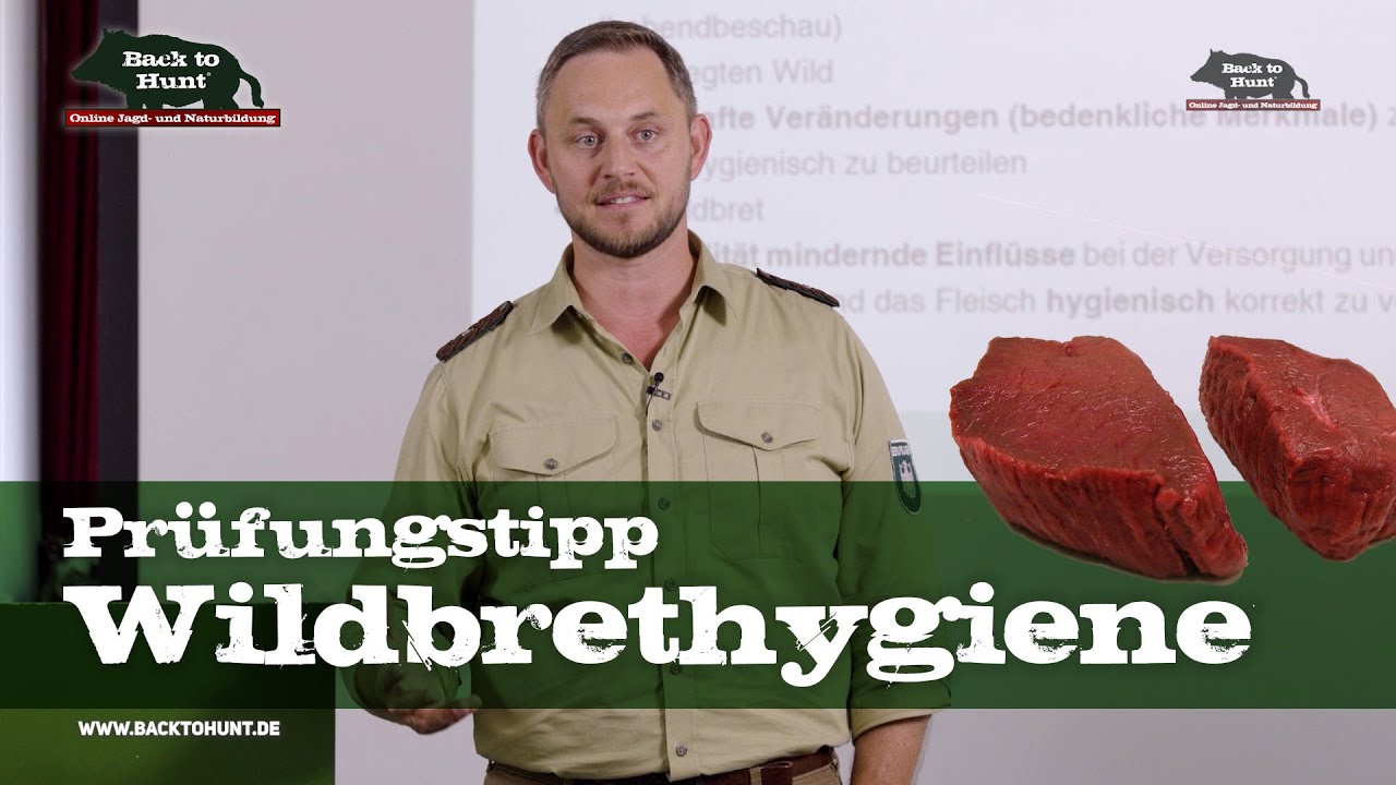 Wo beginnt Wildbrethygiene? Wichtiger Pr&uuml;fungstipp | Back to Hunt