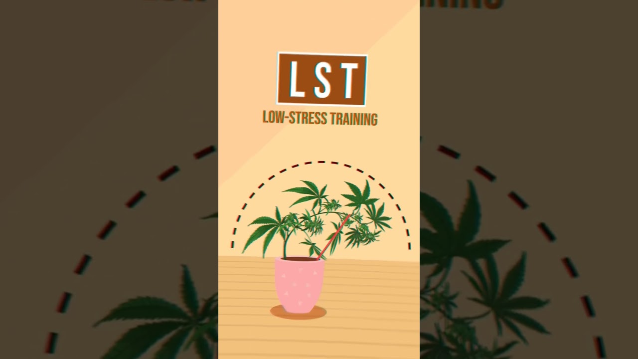Low Stress Training. High Stress Training. PLANT TRAINING | SMITHSONIAM GENETICS