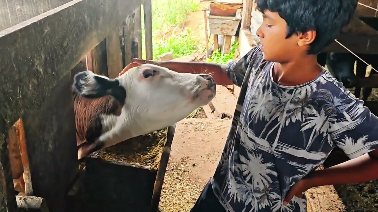 sítio família santos em Enéas marques Paraná
