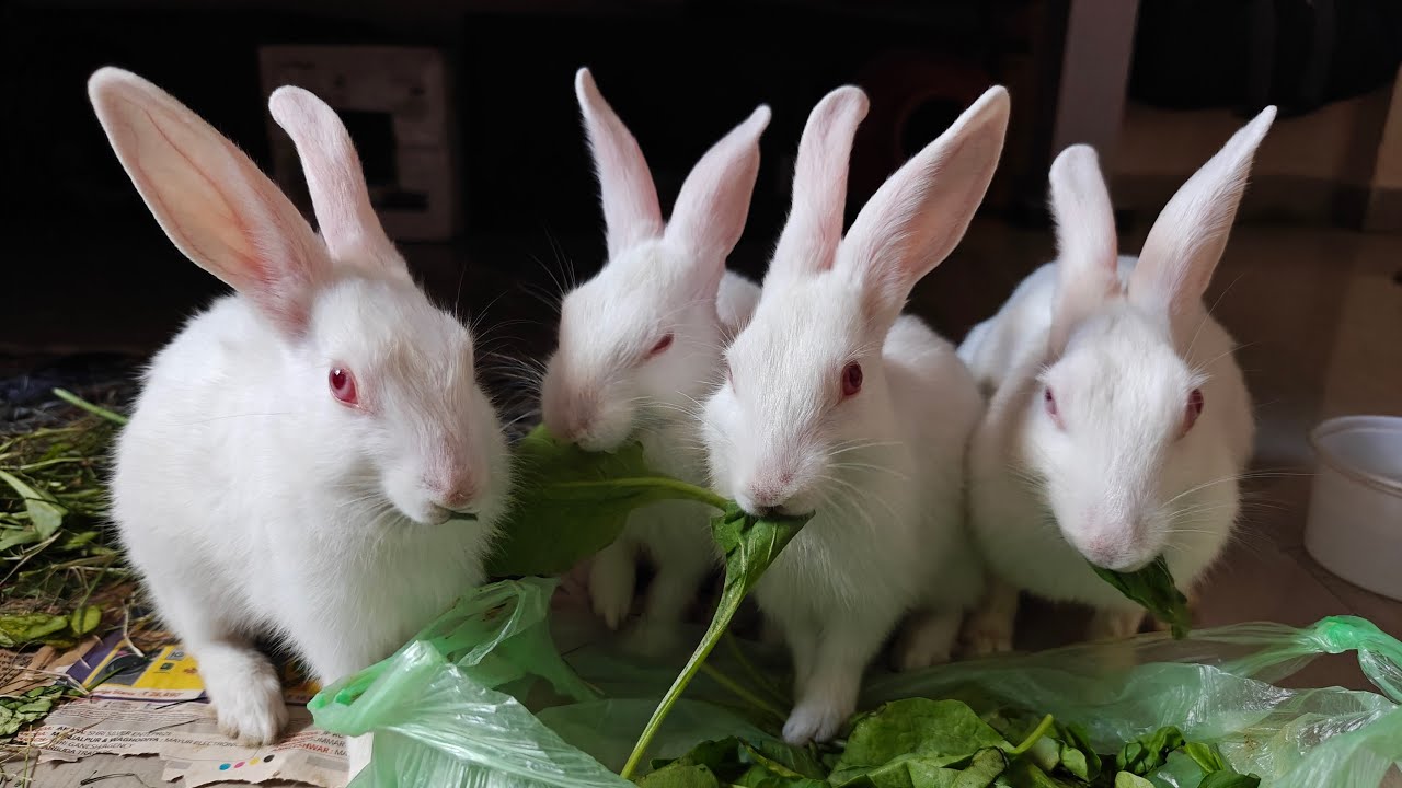 Radha Krishna Pets 🐇 | Cute Rabbit Shorts & Care Tips
